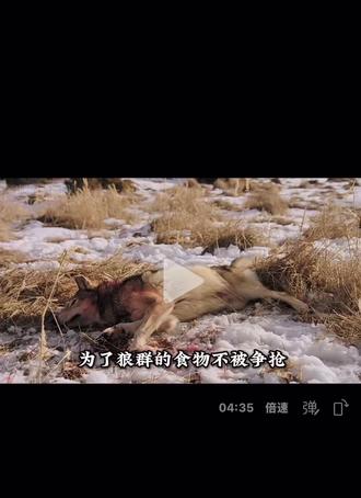 #感悟 狼王索菲亚跨越一千多公里只为保住狼王的荣耀。