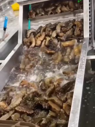 #海参 #即食海参 #滋补养生
