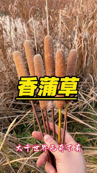 香蒲 湖泊沼泽随处可见的香蒲草,有4大作用,要了解早受益!#香蒲 #蒲棒 #蒲菜 #蒲黄 #植物科普