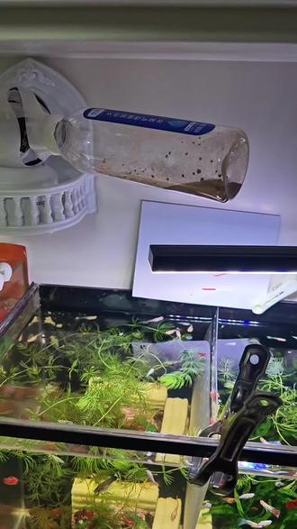 出远门再也不怕鱼饿肚子!自制自动喂鱼装置,简单好用
#自动喂鱼器 #养鱼日记 #鱼缸 #养鱼经验分享 #春节