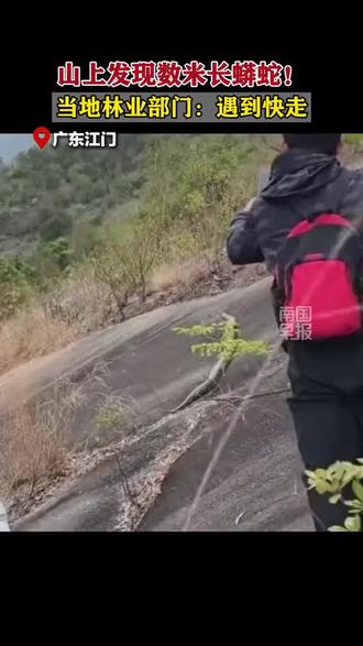山上发现数米长蟒蛇!当地林业部门:遇到快走 #蟒蛇 #蛇 #广东 #将军山