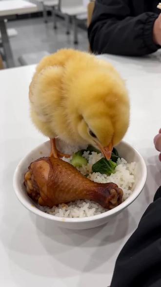 #豆包ai #小鸡 小妹妹你挺牛逼克拉斯