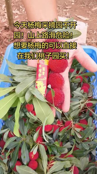 5月16日,我们的杨梅采摘园今天不开园!山上路滑,太危险了!要买杨梅的,可以到我们这个桃子园里买!欢迎大家光临!#水果#采摘园#助力三农#我的农村生活#三农