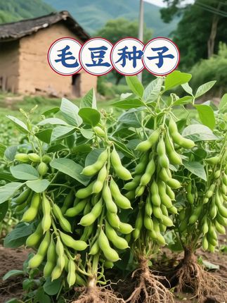 #毛豆 #毛豆种子 #种菜 #蔬菜种子 #抖音助农