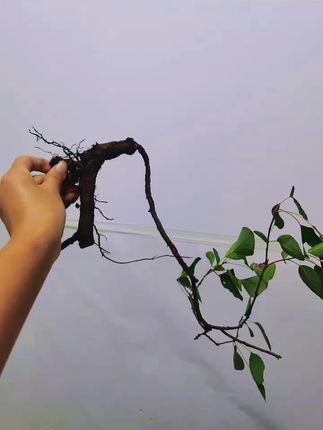 #盆景艺术