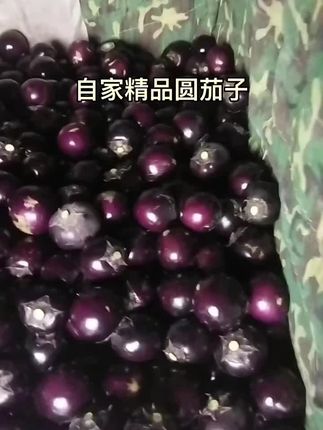 #新鲜采摘 #口感特别好 #优质农产品 圆茄子