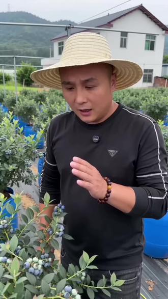 蓝莓季节到了#蓝莓种植