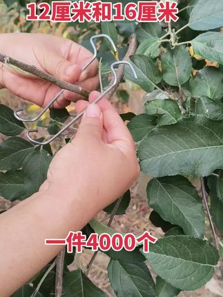 12cm和16cm长一件3000个。处理小侧枝背上枝 #果树管理 #果树种植 #果树修剪 #果树管理技术 #新农人计划2025