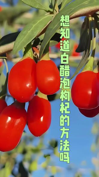 白醋泡枸杞的方法和作用
#泡枸杞 #白醋泡枸杞专用 #白醋泡枸杞的功效 #蜂蜜泡枸杞的作用与功效 #白醋泡枸杞