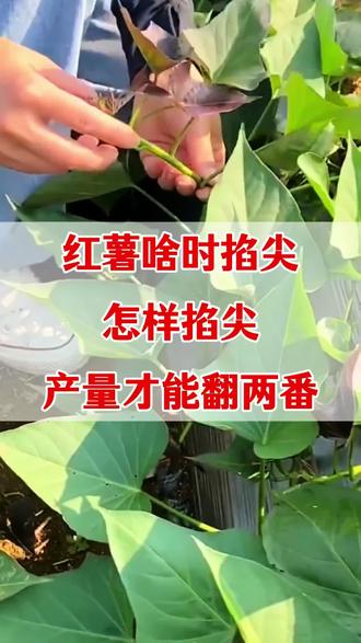 红薯什么时候掐尖#红薯种植 #红薯掐尖 #红薯高产管理 #红薯高产