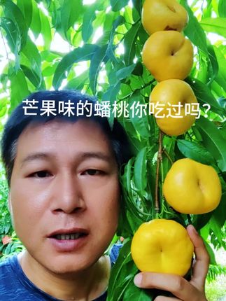 别太它个头不大,巨好吃的品种! 你知道它叫什么吗?#水蜜桃#桃子熟了#水果#夏日水果