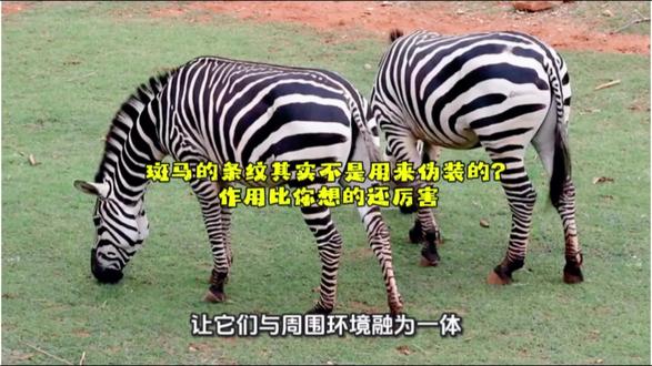 斑马的条纹其实不是用来伪装的?作用比你想的还厉害
#科普 #原创视频