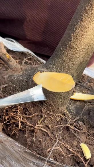 盆景凿子雕疤锤子松柏专用舍利制作挑刀雕刻刀敲疤痕工具老桩造型#@DOU+小助手