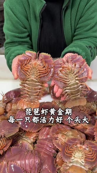 琵琶虾黄金期 每一只都个头大 活力好 #琵琶虾 #海鲜原产地 #快来一起尝个鲜 #虾 #海鲜水产
