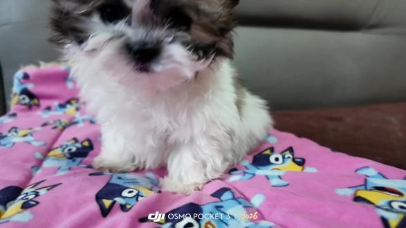 你好 利欧,我回忆里迟到的“礼物” !
把你养得好好的也是我人生成就的一部分我常常也因为有你们而感到幸福~#小体西施 #人类穷极一生追求的忠诚和爱就藏在一颗毛茸茸的脑袋里