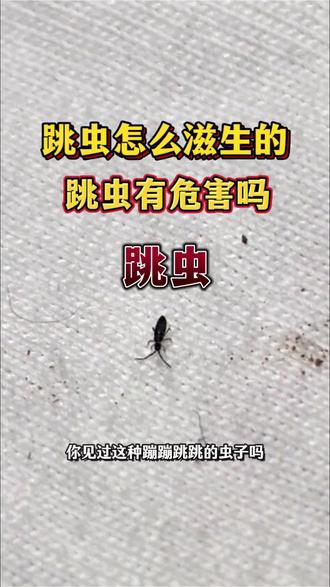 你见过这种蹦蹦跳跳的虫子吗,它就是居家环境潮湿霉变的信号,它就是跳虫、体型微小跳跃力强,跳虫繁殖速度极快,潮湿脏乱的环境,一夜就能滋生一大片,喜欢扎堆在花盆泥土、卫生间,卧室飘窗以及潮湿布艺家具底部,它不会叮咬人体,但大量出没极易引发心理不适,还会附着在衣物、被褥上,沾染霉菌杂质影响居家生活,如果家里出现小虫跳跃身影,说明室内潮湿、卫生问题严重,及时清理潮湿区域,搭配这款家用跳虫杀虫剂,喷在它们常出没的区域,轻松驱杀、告别跳虫困扰#跳虫 #跳虫怎么来的 #跳虫危害 #跳虫怎么消灭 #跳虫杀虫剂