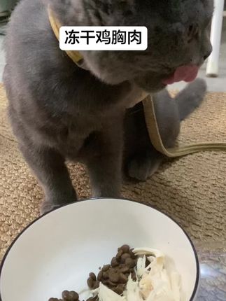 小猫咪#冻干鸡胸肉 #馋猫 #贪吃猫 #养宠人的治愈谁懂啊 #铲屎官日记