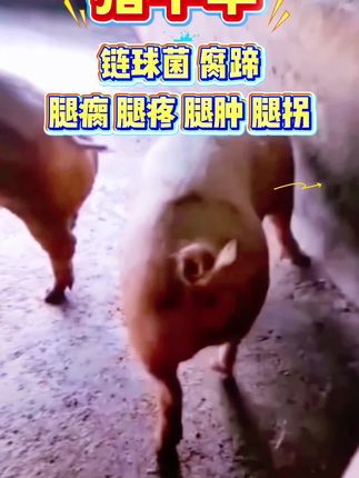 #养殖场专用#猪牛羊养殖#三农养猪#养牛#养羊