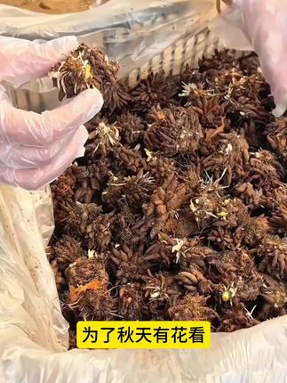 #重瓣花毛茛 又叫洋牡丹,开花艳丽多彩,种植简单#阳台花盆小院均可种植 #花卉绿植