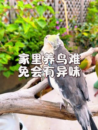 家里养鸟难免会有异味 #手养鹦鹉 #鹦鹉鹦鹉萌萌哒逗鹦鹉 #萌宠出道计划 #萌宠好物