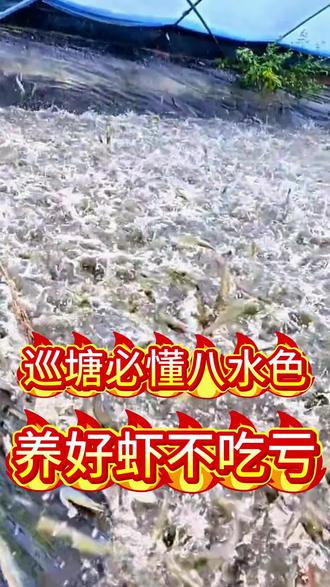 晕塘必懂的八种水色#虾蟹养殖#水产养殖#知识分享#流量扶持