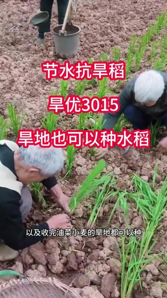 可以像小麦玉米一样种植的旱稻,旱优3015#旱稻 #旱稻种植 #旱稻种子 #旱地水稻 #水稻种植