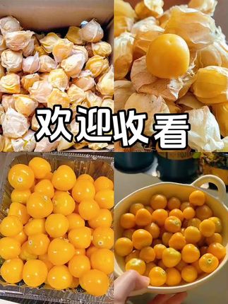 东北姑娘果现摘现发,真的便宜#姑娘果 #现摘现发