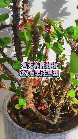 冬天养虎刺梅必知这3点!