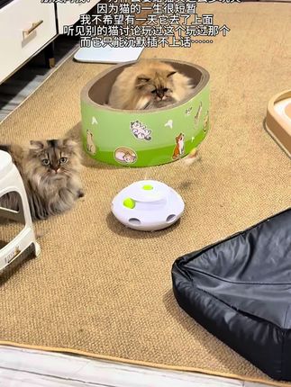 爱是常觉亏欠 真正的爱是会忍不住给它花钱#猫抓窝 #猫抓板