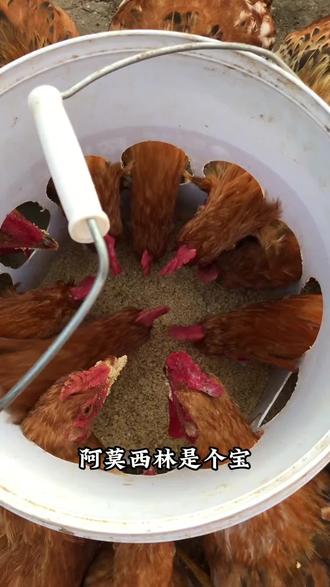 阿莫西林咱们养鸡人必备产品 #鸡苗 #鸡苗批发 #脱温鸡苗 #养鸡 #家禽养殖