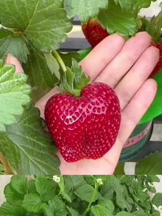 #草莓苗 #种植小技巧 #三农 #抖音助农