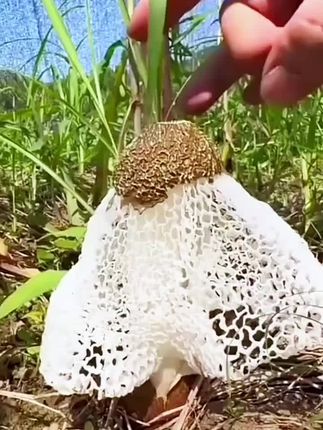 【超1.4万次加购】首单立减竹荪干货古田特产新货农家食用菌菇竹笙蘑菇批发煲汤无硫#竹荪#煲汤食材#美食#美食推荐#食材