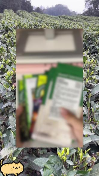 00后设计师不画CAD,在茶园种番茄!
试了两种催芽法,土培和纸巾路由器催芽同时安排~
米拉贝尔好像已经冒白芽了!你们猜哪种会第一个破土?
下一期更新发芽进度,记得蹲住!👇
#种菜vlog #番茄种植 #治愈系vlog #我的乡村生活 #00后设计师