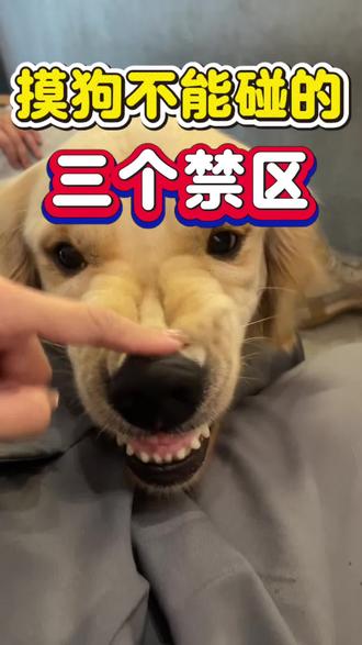 摸狗有三个禁区不能碰,你知道吗?#宠物知识 #宠物科普 #养狗小知识 #科学养宠攻略 #狗狗