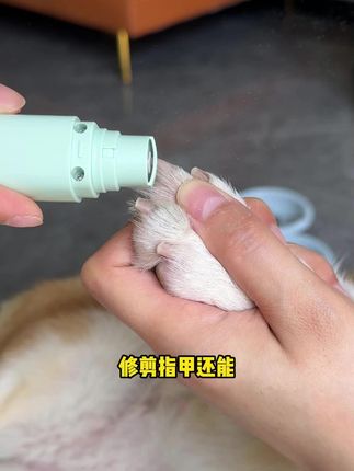 狗狗指甲过长一定要定期修剪,像这种磨甲刀就很好用,不会剪到狗狗血线#科学养宠攻略 #宠物磨甲器 #宠物剪刀 #养狗经验分享 #狗狗剪刀