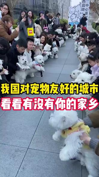 我国对宠物友好的几座城市,看看有没有你的家乡?#狗狗#养狗知识分享#养狗科普#新手养狗#人宠和谐