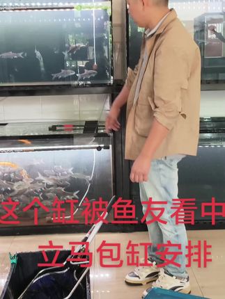这个缸被包了,自提带走,欢迎同行和鱼友来现场喝茶看鱼#吉罗鱼 #观赏鱼 #原生鱼 #源头