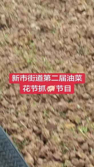 长寿区新市街道第二届油菜花节抓猪🐖节目精彩现场!
