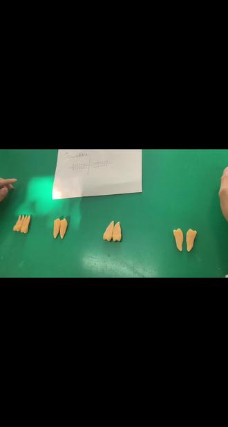 前磨牙的快速认牙#口腔医学 #口腔 #口腔医学生