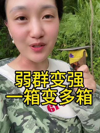 弱群变强,一箱变多箱。#养蜂人 #蜜蜂 #蜜蜂养殖 #农村养蜂人 #技术分享