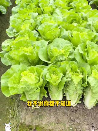 种花种草不如种上这个四季奶油白菜,不管是清炒或是煮汤,还是炒肉都很好吃,#蔬菜种子 #在家种菜