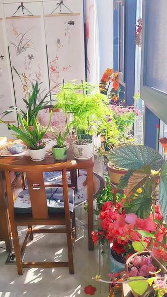 台北小姐是养兰新手必入的一款兰花,今年才发现台北小姐的秘密---花苞根部带水珠。查过资料才知:这是花养的好的表现呀。#兰花 #台北小姐兰花 #兰露 #花的秘密