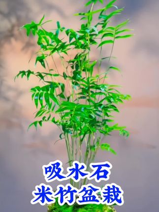 吸水石禅意米竹子盆栽上水石盆景假山茶室桌面盆景#水培植物 #花卉绿植 #净化空气 #绿植盆栽 #室内绿植