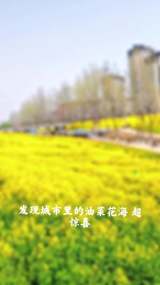 #西咸新区 创新港东,油菜花海