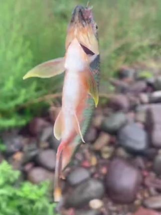 #溪流钓#原生鱼#宽鳍鱲#原生鱼#户外钓鱼