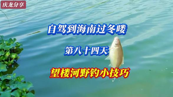 自驾到海南过冬喽!第八十四天|望楼河野钓小技巧|#原创视频#旅居生活#钓鱼技巧