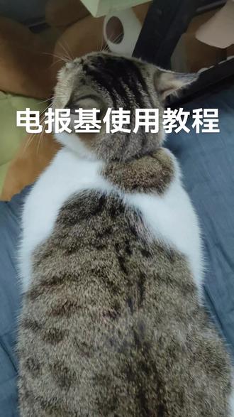 电报基使用教程#毛孩子 #猫咪的日常 #萌宠