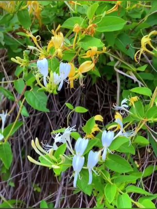 金银花藤煮水泡澡#好东西一起分享 #金银花藤煮水泡澡