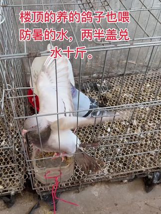 冰爽一夏内含藿香,是动物都可以喝,防暑解暑降温效果好,经常用 #养鸡人 #养殖人加油 #三农养殖 #鸡鸭鹅养殖 #养殖技术
