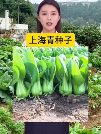 #上海青#青菜种植 #蔬菜种子 #在家种菜#优质农产品